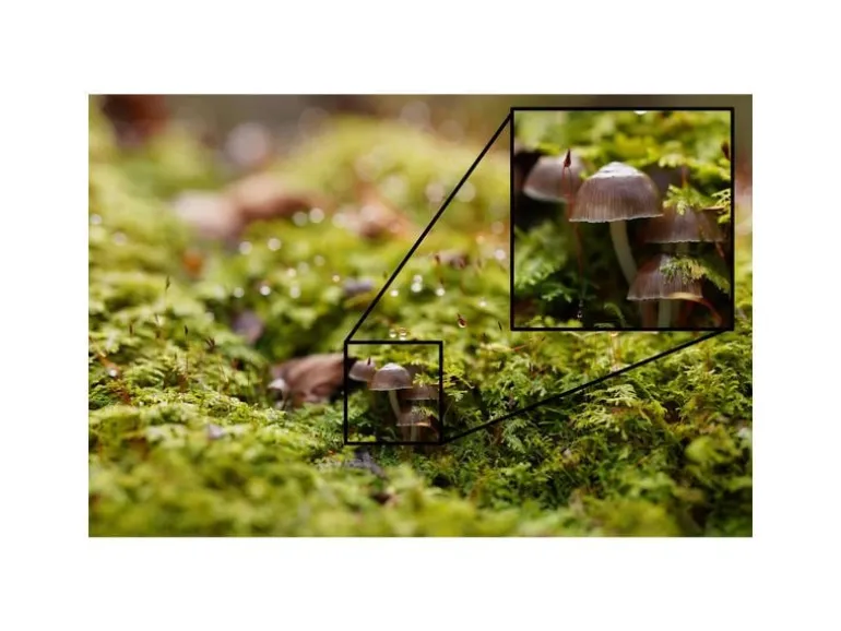 Sony Festbrennweite FE 50mm F/2.5 G – Sony E-Mount